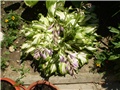 hosta